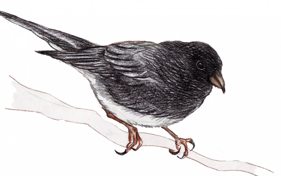 Traditional Illustration